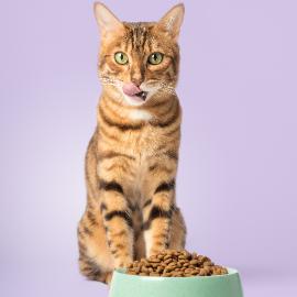 Nutrition pour les Chats